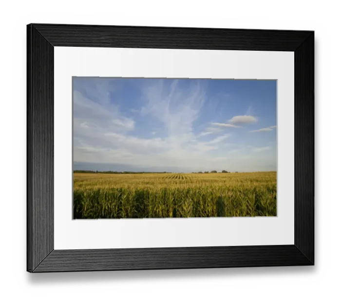 Framed Print : Corn field, central Minnesota