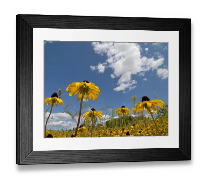 Framed Print : Black-eyed Susans in prairie, Crow Hassan County Park, Rogers, Minnesota Framed Print : Black-eyed Susans in prairie, Crow Hassan County Park, Rogers, Minnesota