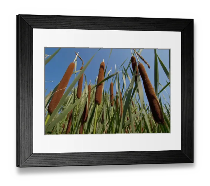 Framed Print : Cattails in marsh, Shakopee, Minnesota