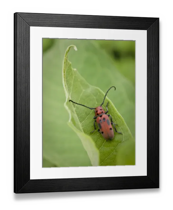 Framed Print : USA, Minnesota, Eagan, Jenson Lake Park, milkweed, long-horned milkweed beetle Framed Print : USA, Minnesota, Eagan, Jenson Lake Park, milkweed, long-horned milkweed beetle