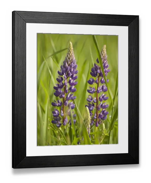 Framed Print : USA, Northeastern Minnesota, near Silver Bay, lupine, Lupinus sp Framed Print : USA, Northeastern Minnesota, near Silver Bay, lupine, Lupinus sp
