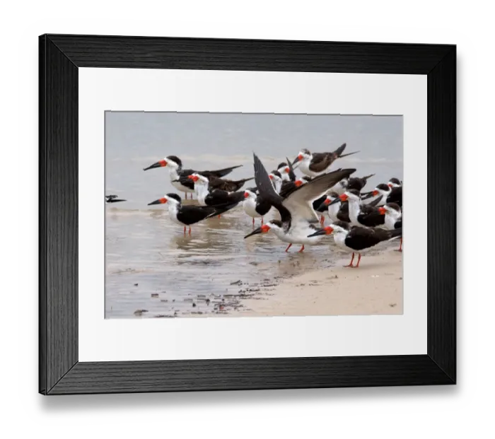 Framed Print : N. A. USA, Mississippi. Black skimmers on the Mississippi Gulf Coast