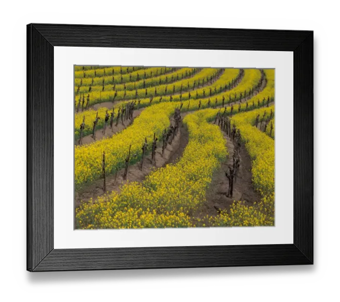 Framed Print : North America, USA, CA, Carneros winery spring bloom of mustard between grape Framed Print : North America, USA, CA, Carneros winery spring bloom of mustard between grape