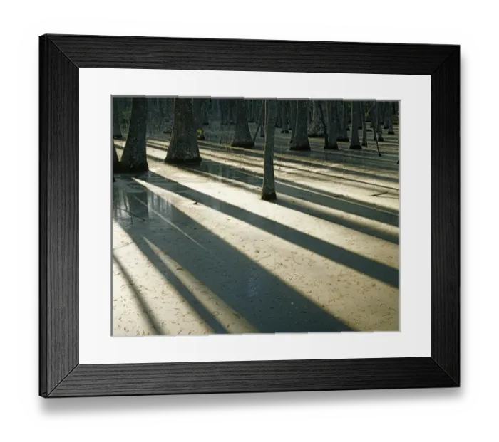 Framed Print : USA, Missouri, Mark Twain National Forest, Water Tupelo wetland Framed Print : USA, Missouri, Mark Twain National Forest, Water Tupelo wetland