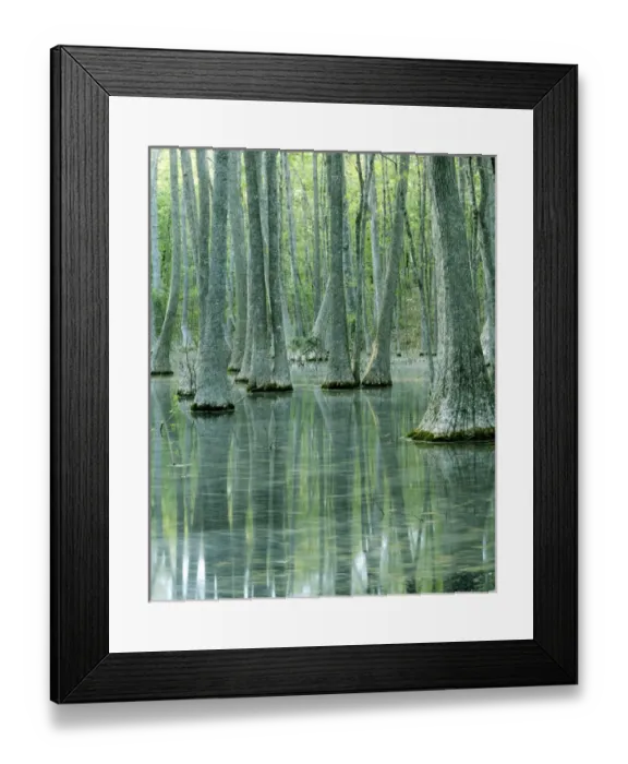 Framed Print : USA, Missouri, Mark Twain National Forest, Water Tupelo Swamp