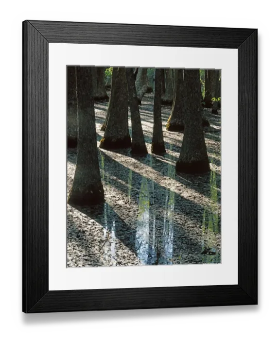 Framed Print : USA, Missouri, Mark Twain National Forest, Water Tupelo trees Framed Print : USA, Missouri, Mark Twain National Forest, Water Tupelo trees