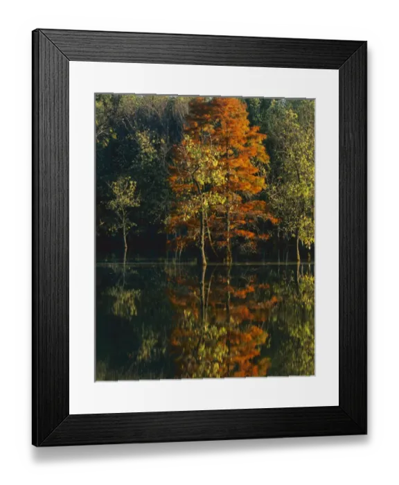 Framed Print : USA, Missouri, Stoddard County, Otter Slough Natural Area, Baldcypress and Water Tupelo Framed Print : USA, Missouri, Stoddard County, Otter Slough Natural Area, Baldcypress and Water Tupelo