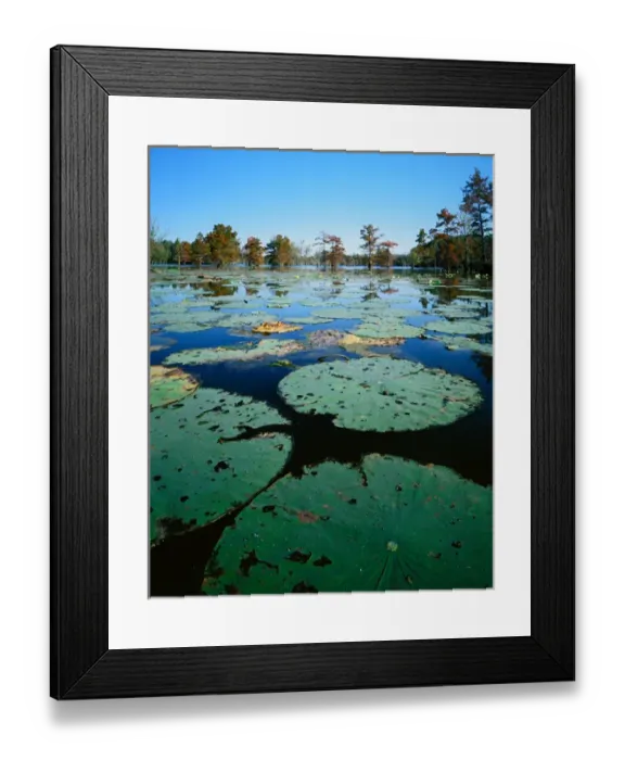 Framed Print : USA, Missouri, Otter Slough, American Lotus