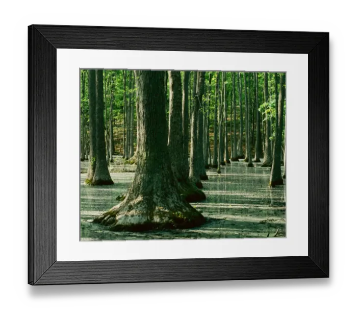 Framed Print : USA, Missouri, Ripley County, Water Tupelo swamp Framed Print : USA, Missouri, Ripley County, Water Tupelo swamp