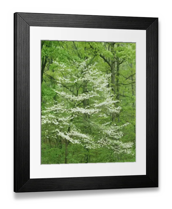 Framed Print : USA, Missouri, Mark Twain National Forest, Flowering Dogwood, Irish Wilderness Framed Print : USA, Missouri, Mark Twain National Forest, Flowering Dogwood, Irish Wilderness