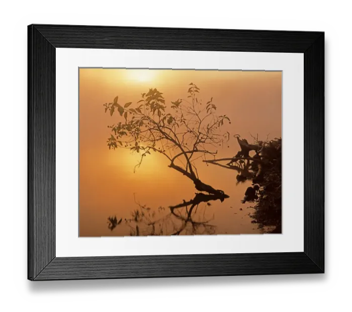 Framed Print : USA, Missouri, Lake of the Ozarks, Buttonbush at dawn