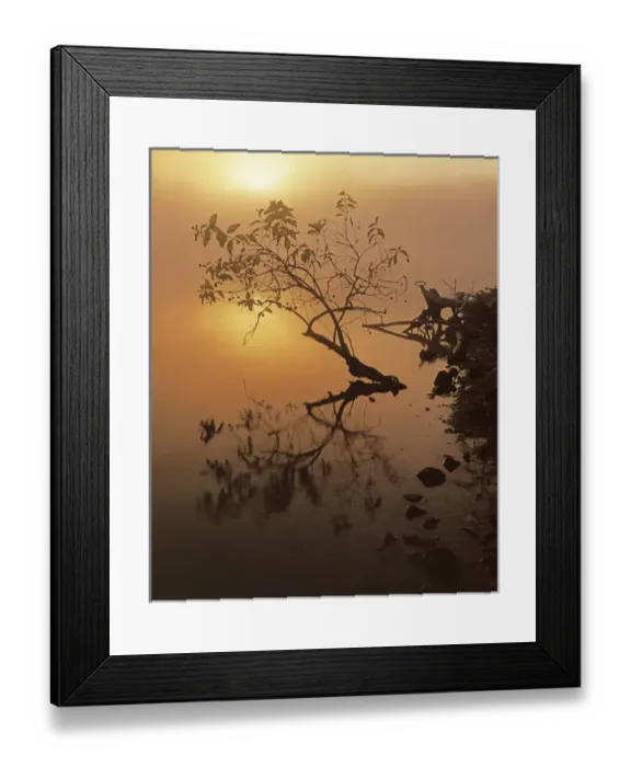 Framed Print : USA, Missouri, Lake of the Ozarks, Buttonbush at dawn Framed Print : USA, Missouri, Lake of the Ozarks, Buttonbush at dawn