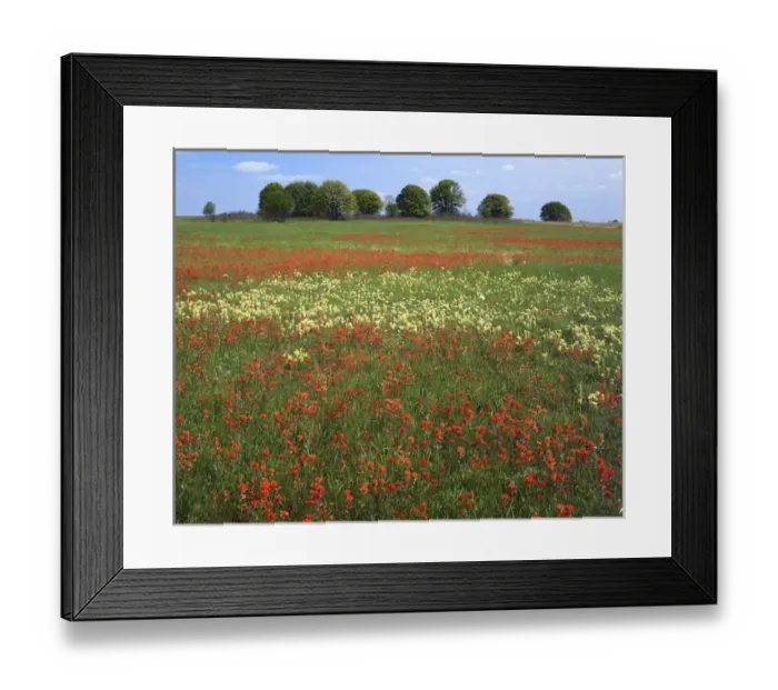 Framed Print : USA, Missouri, Taberville Prairie Natural Area, Indian Paintbrush meadow Framed Print : USA, Missouri, Taberville Prairie Natural Area, Indian Paintbrush meadow