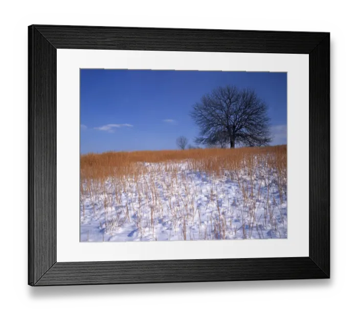 Framed Print : USA, Missouri, Polk County, Oak and prairie Framed Print : USA, Missouri, Polk County, Oak and prairie