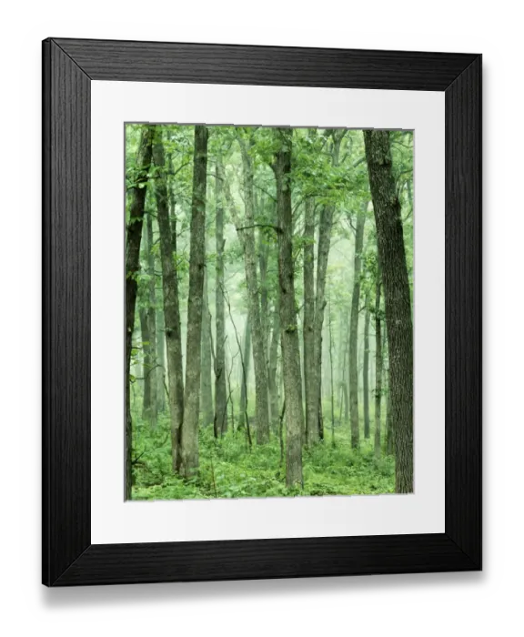 Framed Print : USA, Missouri, Mark Twain National Forest, Oak Forest Framed Print : USA, Missouri, Mark Twain National Forest, Oak Forest