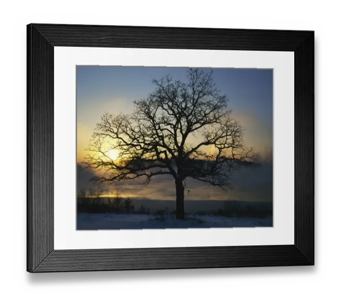 Framed Print : USA, Missouri, Lake Jacomo, Black Oak