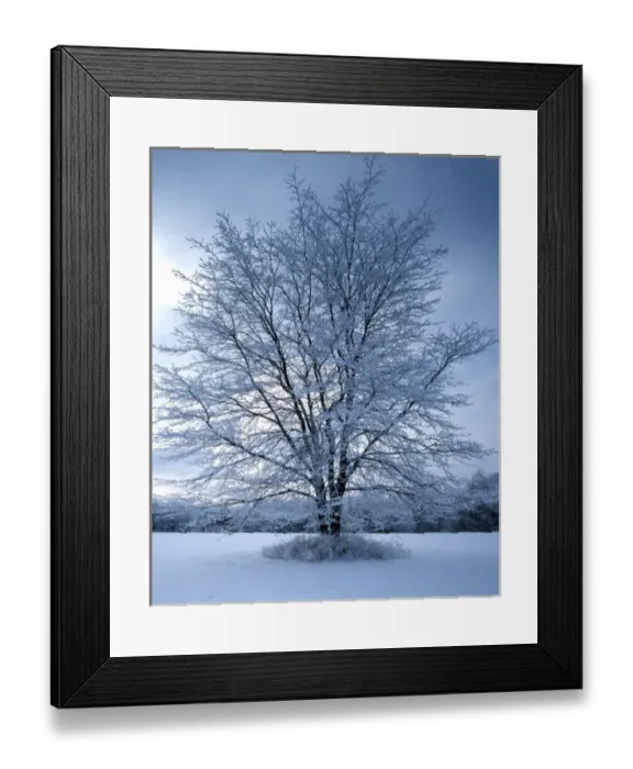 Framed Print : USA, Missouri, Jackson County, Honeylocust with frost