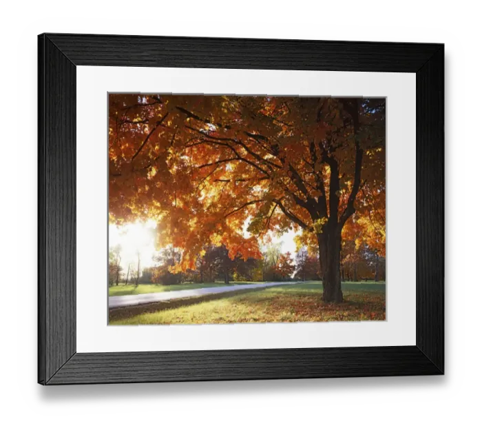 Framed Print : USA, Missouri, Jackson County, Fleming Park, Sugar Maple