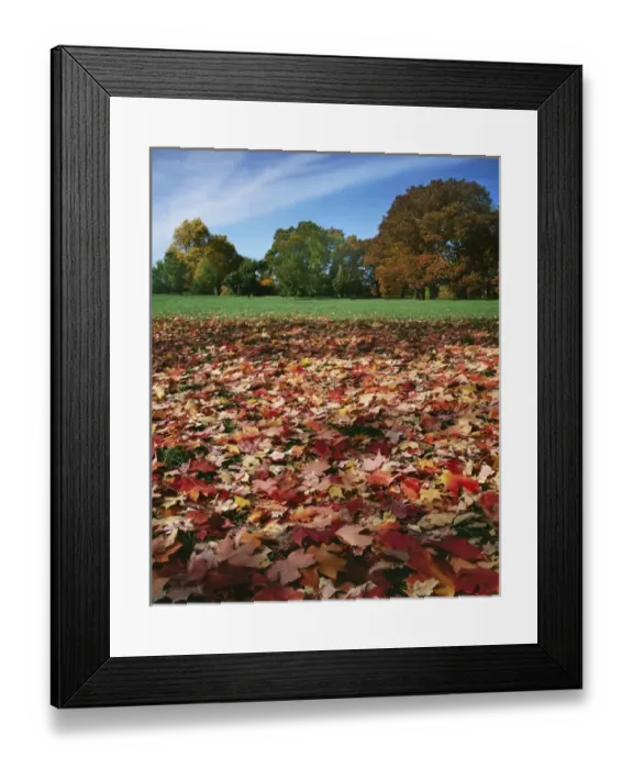 Framed Print : USA, Missouri, Kansas City, Autumn in Loose Park Framed Print : USA, Missouri, Kansas City, Autumn in Loose Park