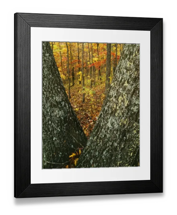 Framed Print : USA, Missouri, Mark Twain National Forest, Autumn forest Framed Print : USA, Missouri, Mark Twain National Forest, Autumn forest
