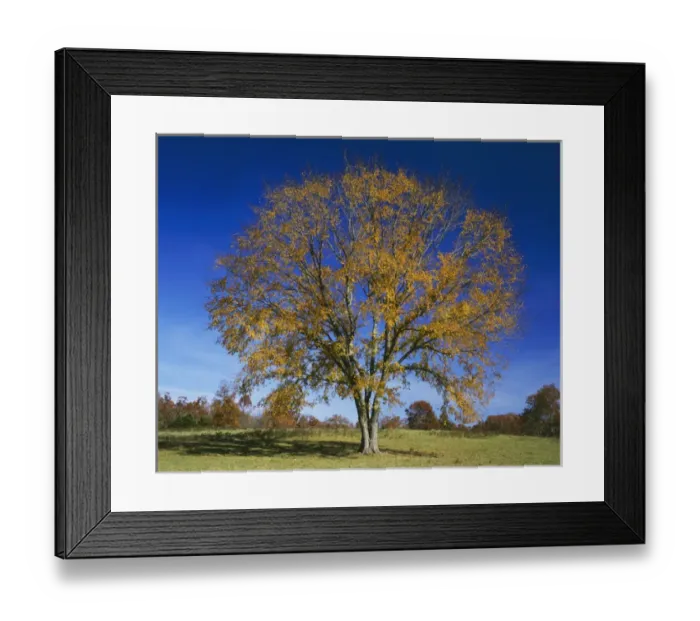Framed Print : USA, Missouri, Texas County, American Elm