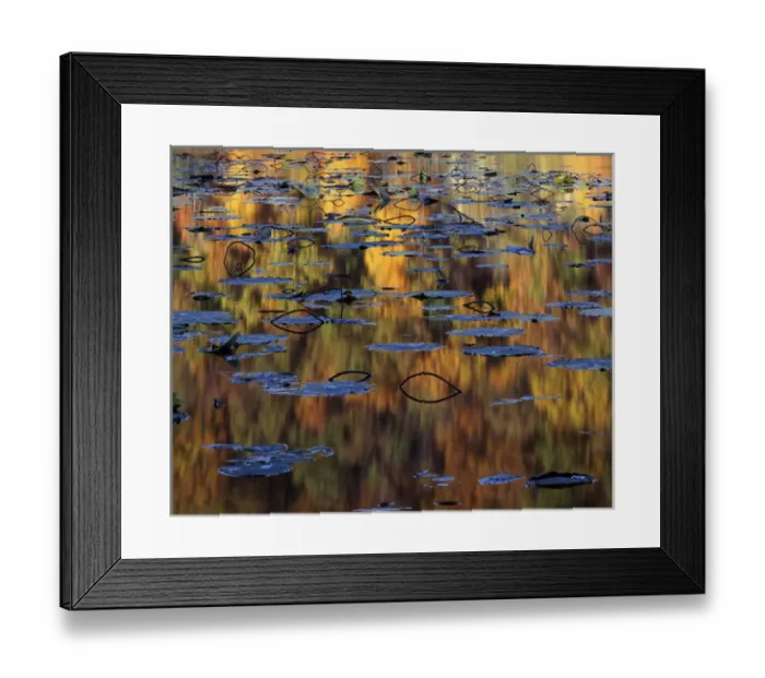 Framed Print : USA, Missouri, Lake of the Ozarks, American Lotus in Autumn Framed Print : USA, Missouri, Lake of the Ozarks, American Lotus in Autumn