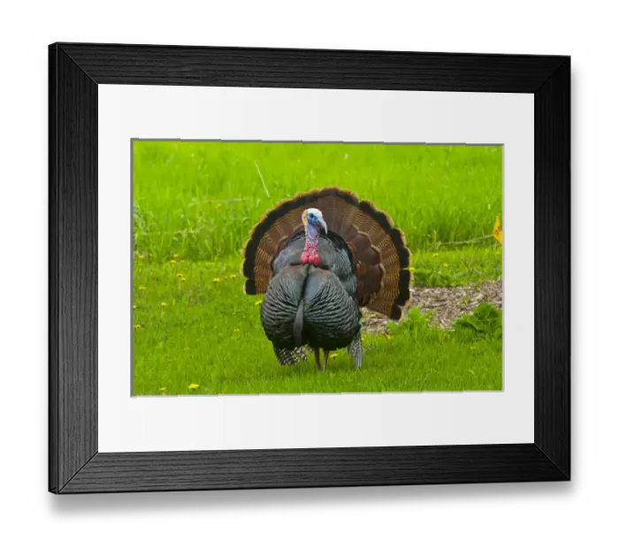 Framed Print : North America, USA, Minnesota, Mendota Heights, Wild Tom Turkey Displaying in urban yard Framed Print : North America, USA, Minnesota, Mendota Heights, Wild Tom Turkey Displaying in urban yard