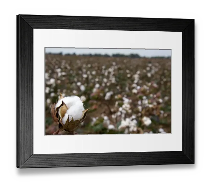 Framed Print : Cotton growing at New Madrid, Missouri