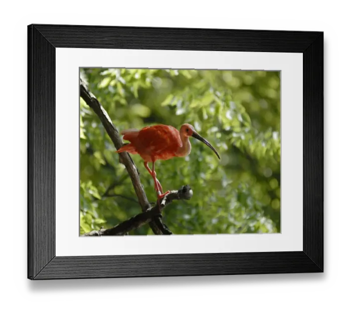 Framed Print : Omahas Henry Doorly Zoo. Scarlet Ibis