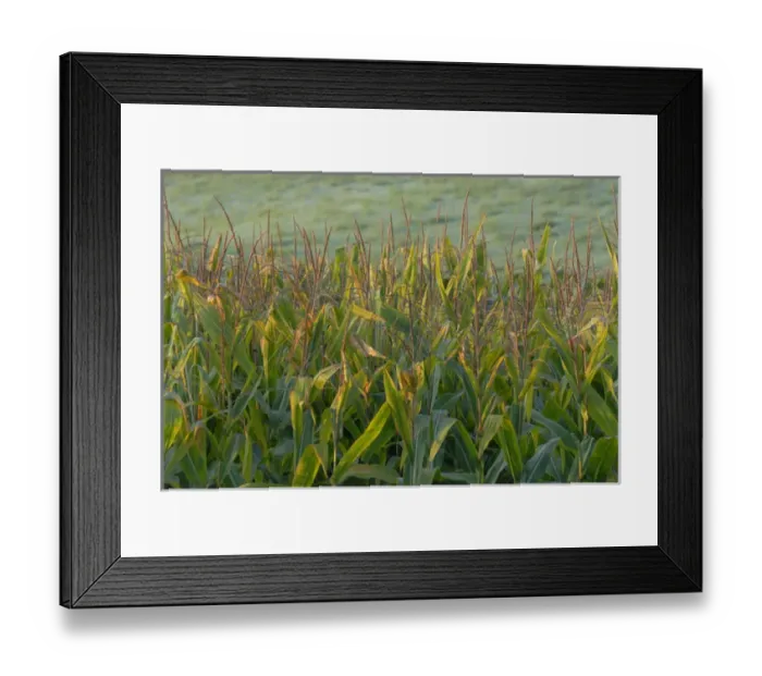 Framed Print : Cornfield in Nebraska