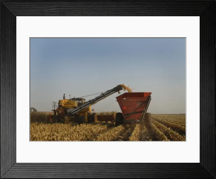 Framed Print : Harvesting corn in Nebraska Framed Print : Harvesting corn in Nebraska