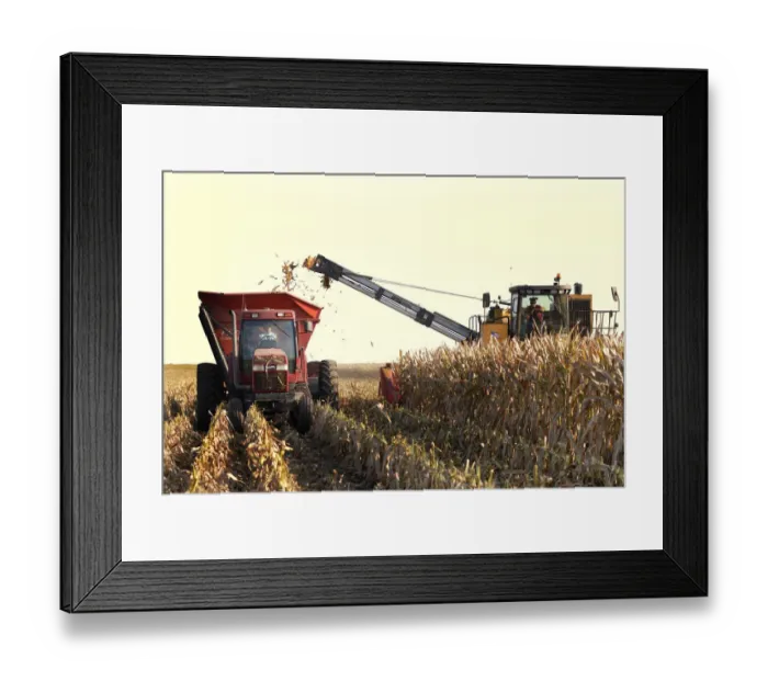 Framed Print : Harvesting corn in Nebraska Framed Print : Harvesting corn in Nebraska