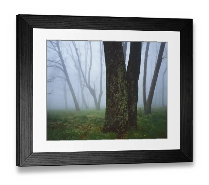 Framed Print : USA, Virginia, Shenandoah National Park, Fog in forest Framed Print : USA, Virginia, Shenandoah National Park, Fog in forest