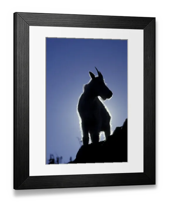 Framed Print : NA, USA, Montana, Glacier NP Silhouetted mountain goat (Oreamnos americanus) Framed Print : NA, USA, Montana, Glacier NP Silhouetted mountain goat (Oreamnos americanus)
