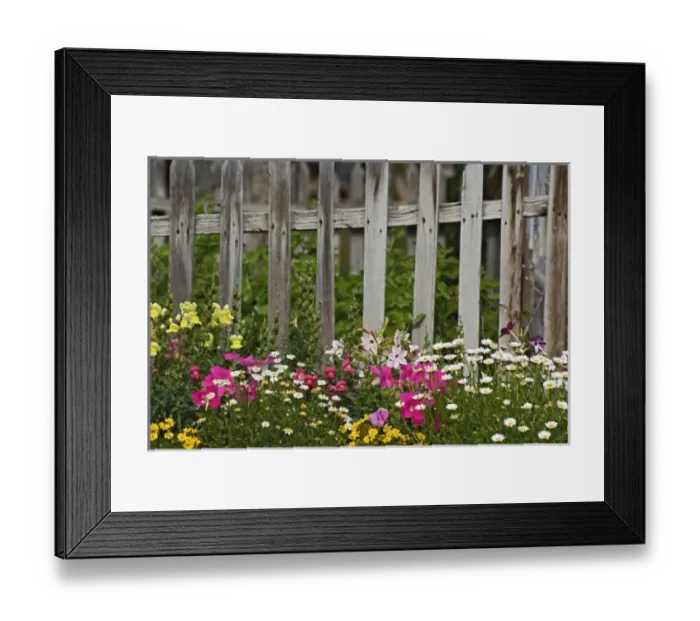 Framed Print : Various flowers in picket fence, Virginia City, Montana Framed Print : Various flowers in picket fence, Virginia City, Montana