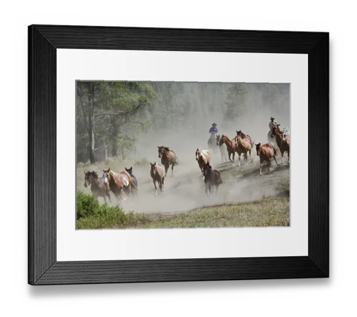 Framed Print : Horses running durin roundup, Montana Framed Print : Horses running durin roundup, Montana
