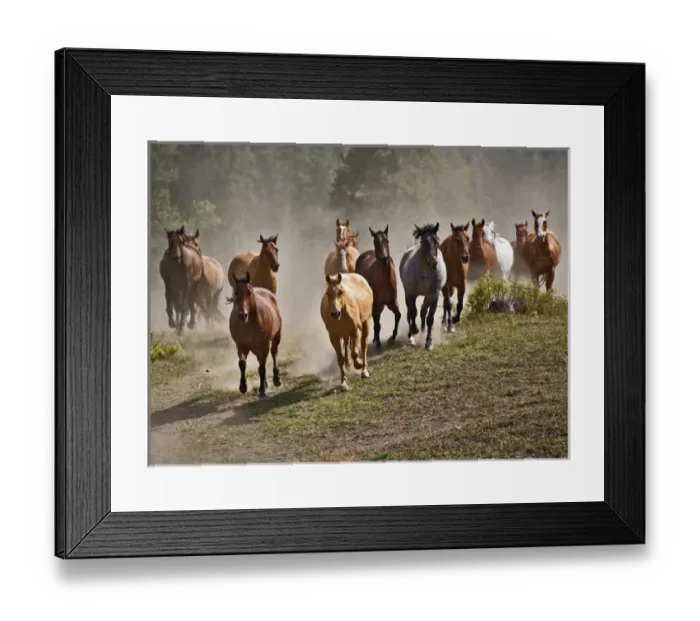 Framed Print : Horses running during roundup, Montana