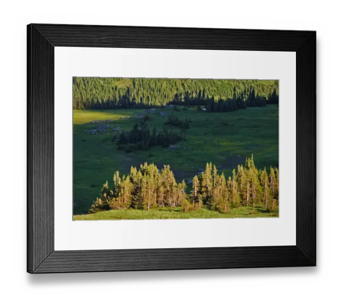 Framed Print : Row of trees at sunrise, Logan Pass, Glacier National Park, Montana Framed Print : Row of trees at sunrise, Logan Pass, Glacier National Park, Montana