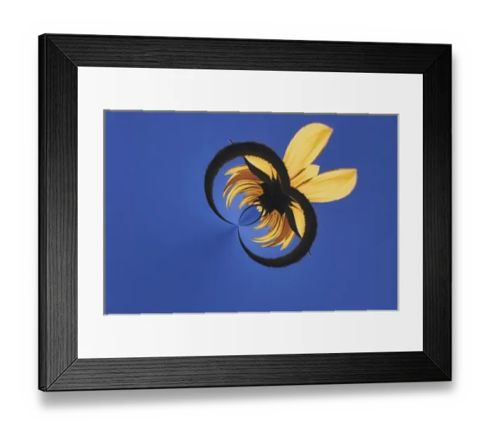 Framed Print : Sunflower and sky