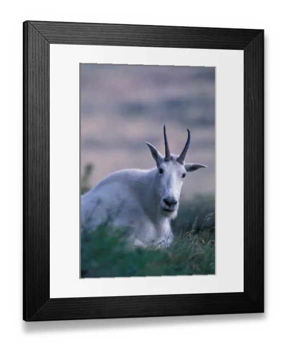 Framed Print : North America, USA, Montana, Glacier NP, Mountain goat Framed Print : North America, USA, Montana, Glacier NP, Mountain goat