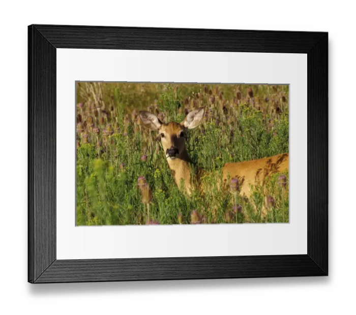 Framed Print : North America, USA, Montana, National Bison Range, White-tailed deer (Odocoileus Framed Print : North America, USA, Montana, National Bison Range, White-tailed deer (Odocoileus
