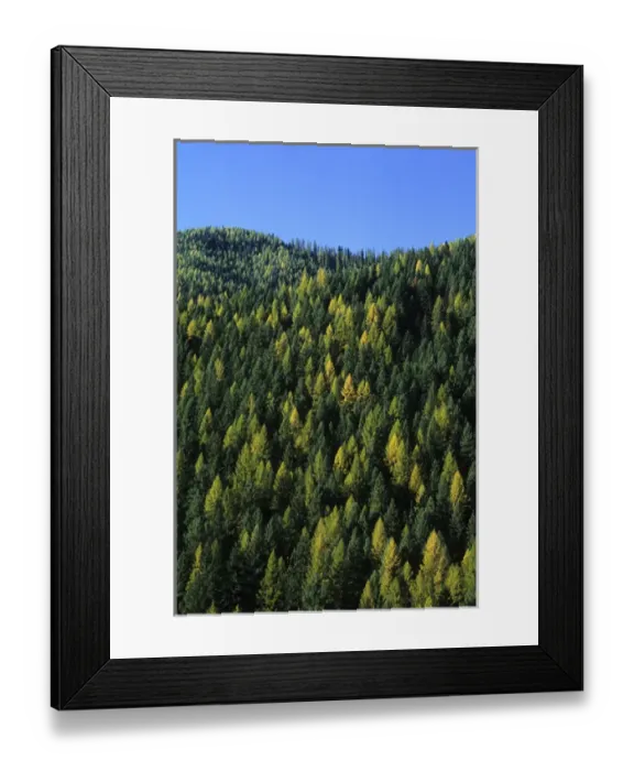 Framed Print : Forestry mountain with trees of different colors in Idaho USA