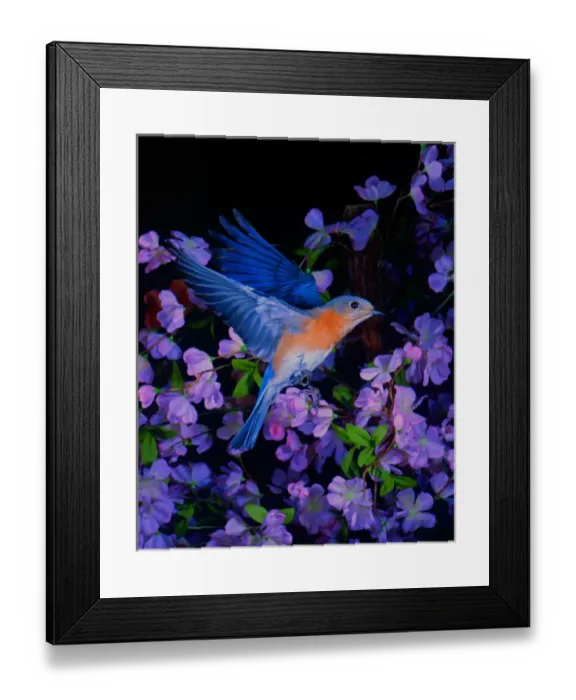 Framed Print : Eastern Bluebird (male), bpfriel a 1997, Gem Lake, MN #00753, Taken with high speed Framed Print : Eastern Bluebird (male), bpfriel a 1997, Gem Lake, MN #00753, Taken with high speed