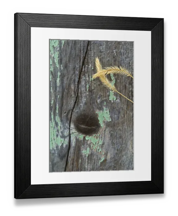 Framed Print : USA, Montana. Grasses on old fence at a rural homestead. Credit as: Nancy Rotenberg Framed Print : USA, Montana. Grasses on old fence at a rural homestead. Credit as: Nancy Rotenberg