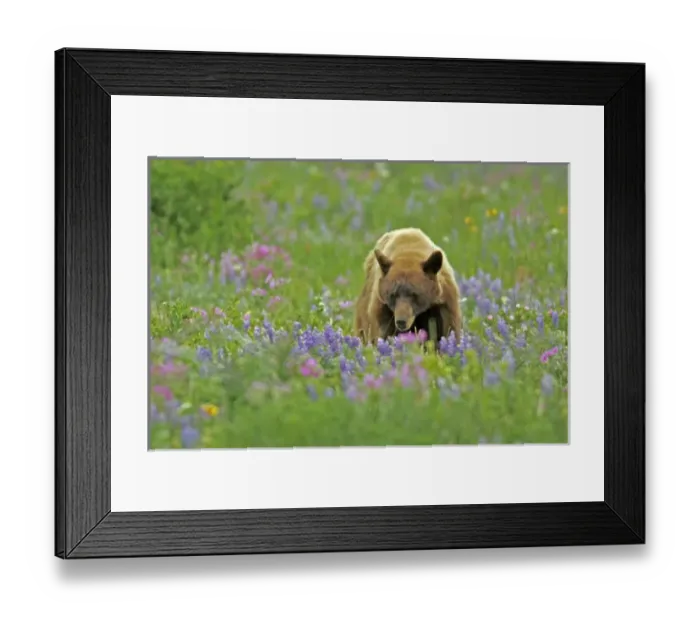 Framed Print : USA, Montana, Glacier National Park. Black bear foraging in meadow of lupine and geraniums Framed Print : USA, Montana, Glacier National Park. Black bear foraging in meadow of lupine and geraniums