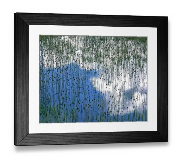 Framed Print : USA, Montana, Glacier National Park. Reflection of teasels and clouds in marsh. Credit as