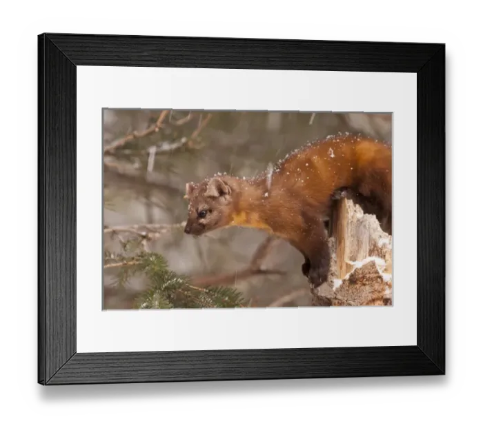 Framed Print : USA, Montana, Martes americana, pine marten Credit as: Cathy & Gordon Illg / Jaynes Framed Print : USA, Montana, Martes americana, pine marten Credit as: Cathy & Gordon Illg / Jaynes