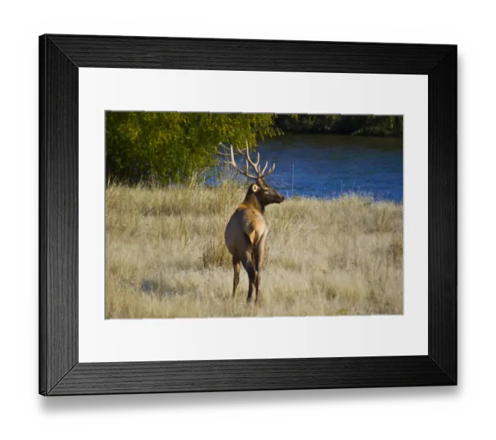 Framed Print : USA, Montana, National Bison Range. Rocky Mountain bull elk (Cervus canadensis nelsoni) Framed Print : USA, Montana, National Bison Range. Rocky Mountain bull elk (Cervus canadensis nelsoni)