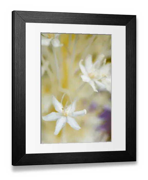 Framed Print : Beargrass Flowers in Montana Framed Print : Beargrass Flowers in Montana