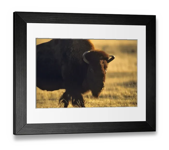Framed Print : Bison bull at the National Bison Range in Moiese, Montana Framed Print : Bison bull at the National Bison Range in Moiese, Montana